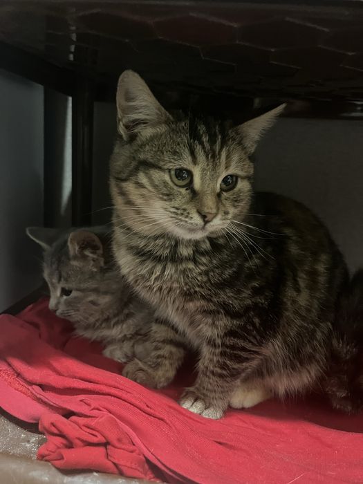 Отдам в добрые руки