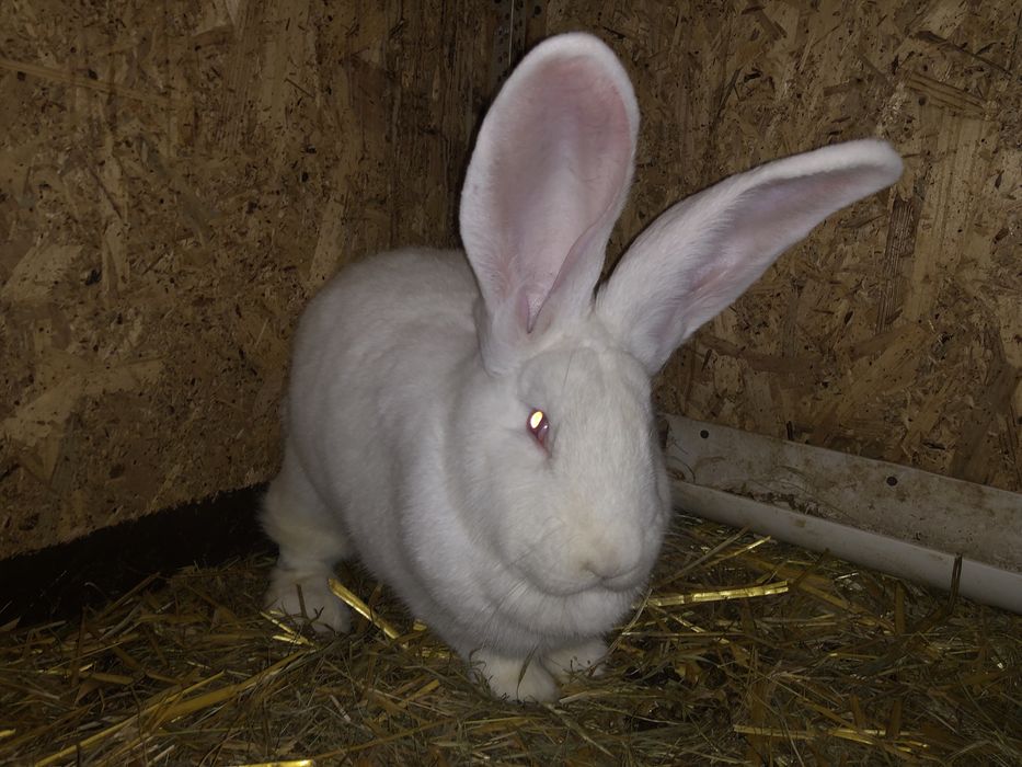 Doua femele urias german alb