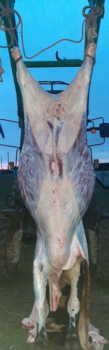 Продам мяса жирный говядина мяса