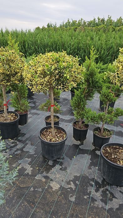 Magnolie glandiflora artar japonez diferite forme din tuia