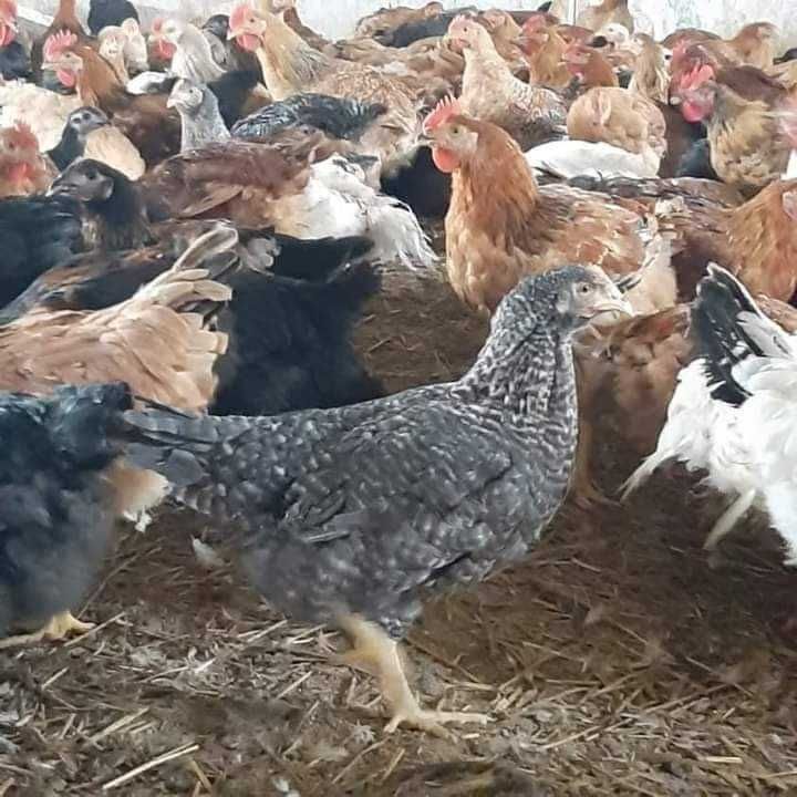 Pui de rasă mixtă și alb de carne