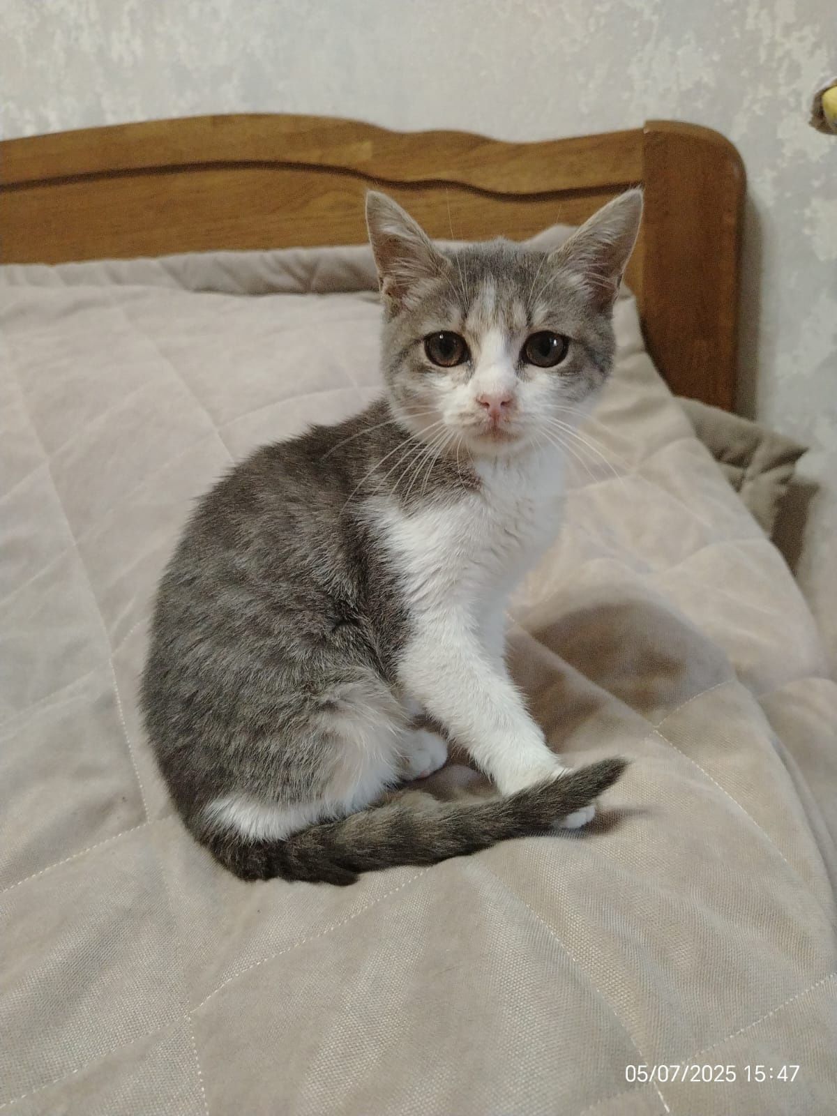 Котенок  девочка