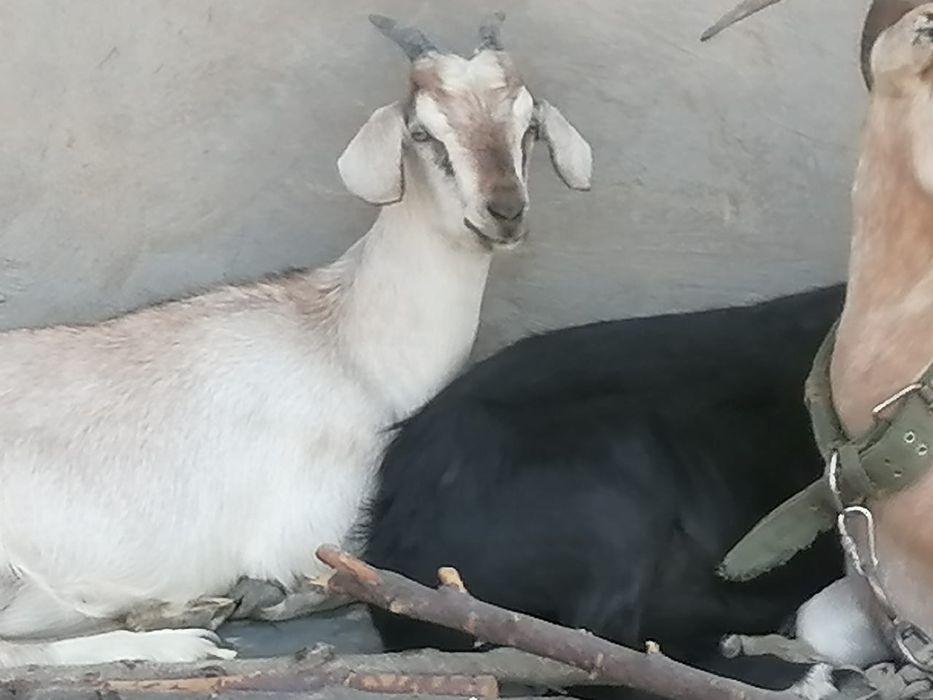 Козы занинка нубийцы дойные