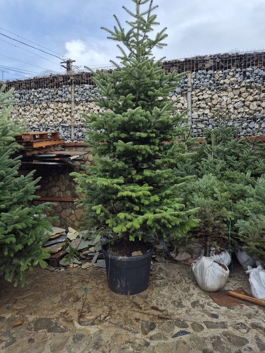 Brazi cu balot de pământ