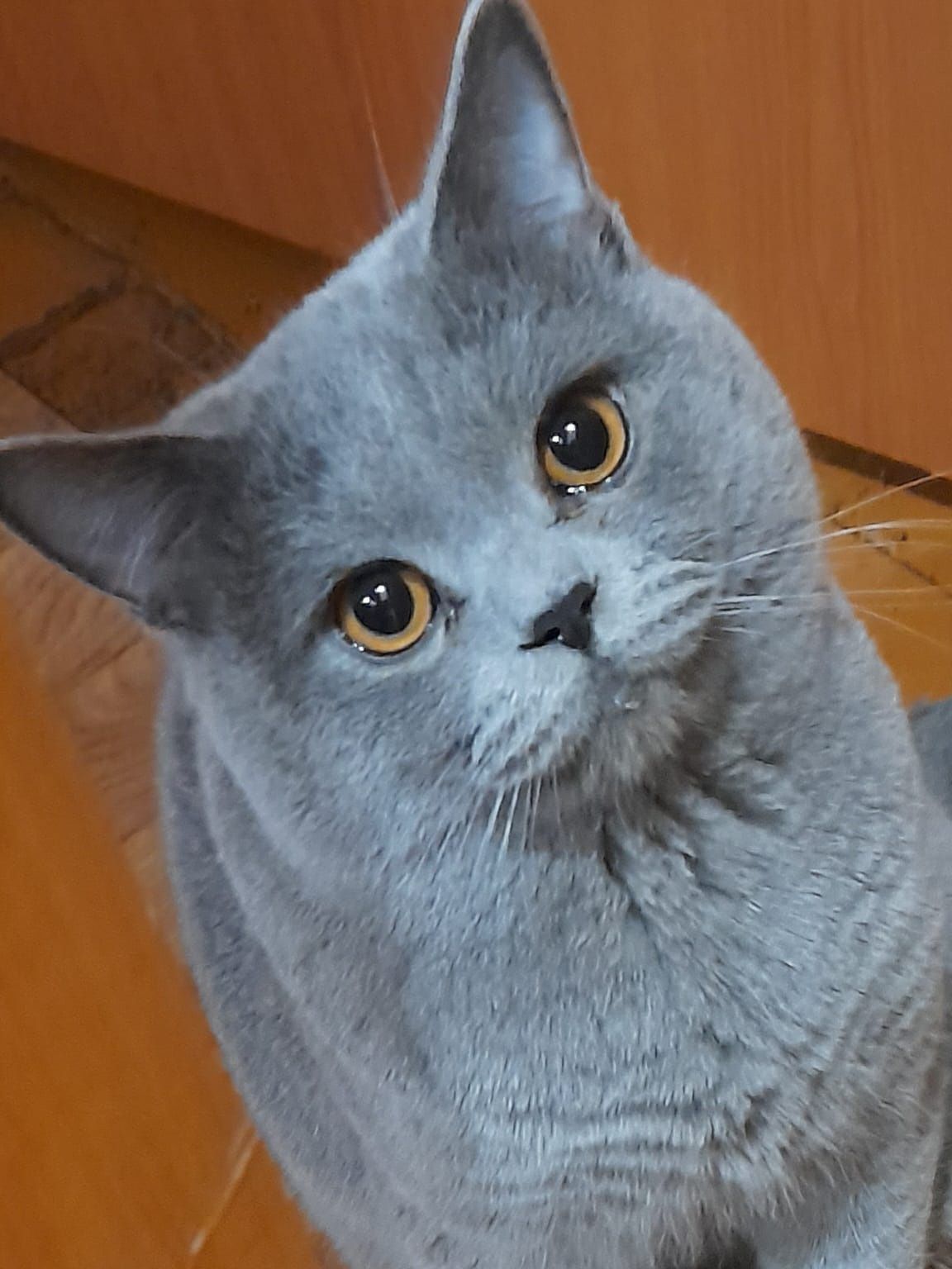 Кот британец ищет кошечку