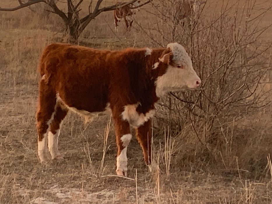 Акбас , Герефорд племенные  по 8-10мес 450тыс тг