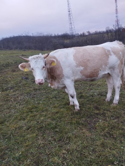 Vând juninci gestante