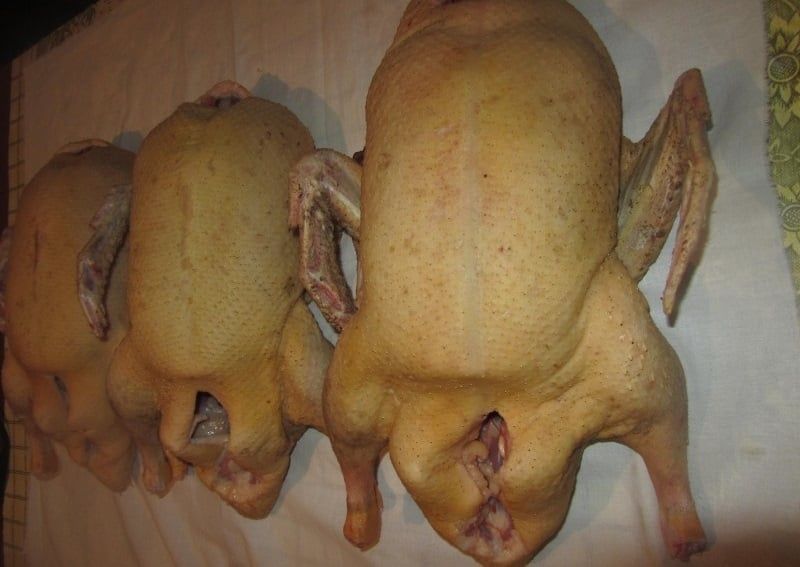 Продам Мясо Уток