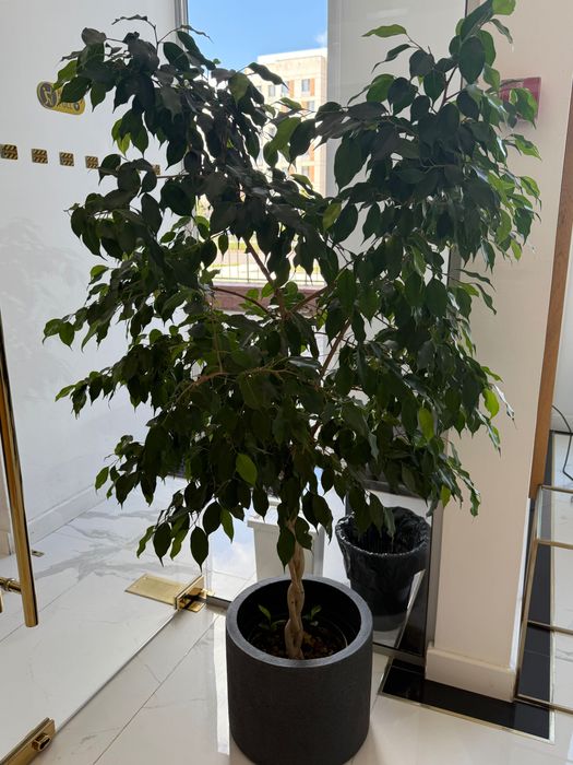 Продам фикус Бенджамина