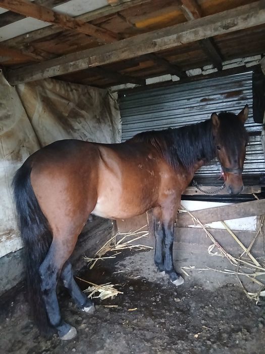 Vând carlan de 2 ani