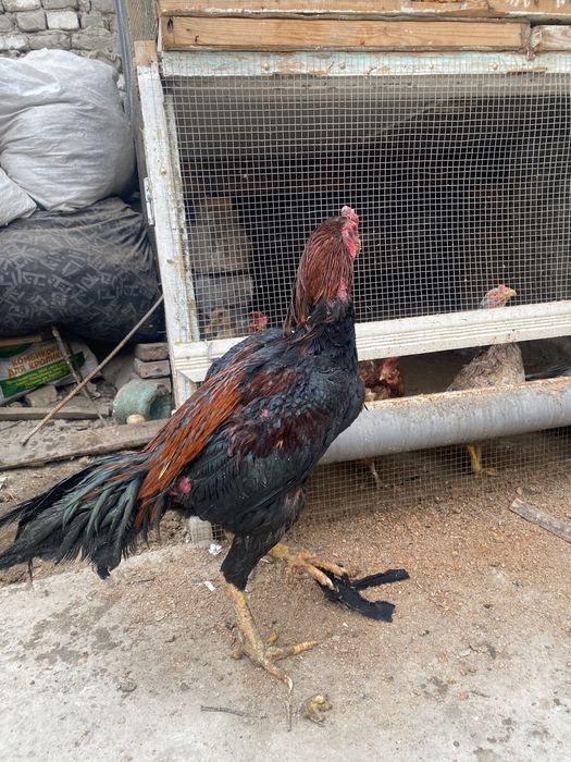 Dakan xoroz sotiladi arzon katta