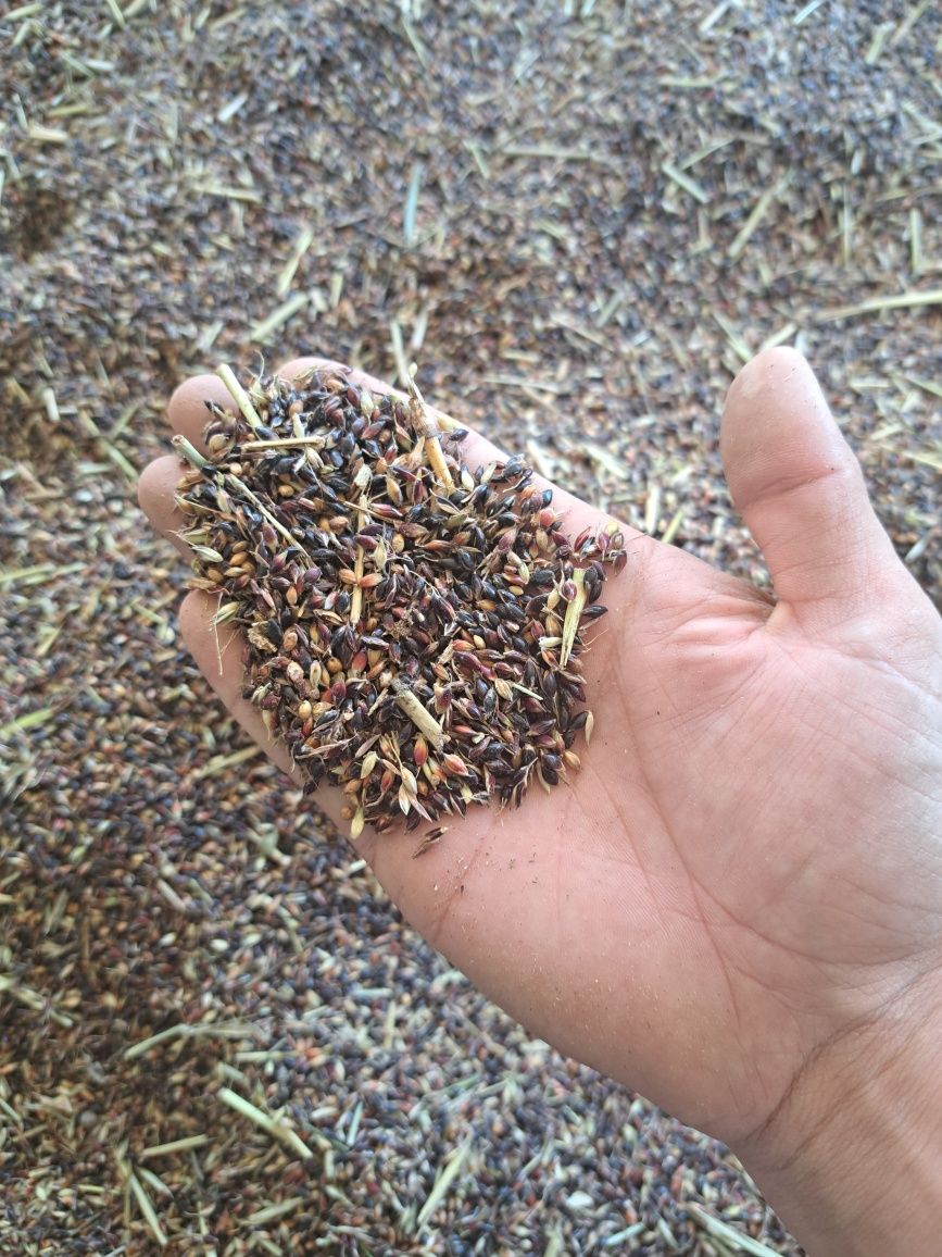 Sorgo sudanka  urug‘i
