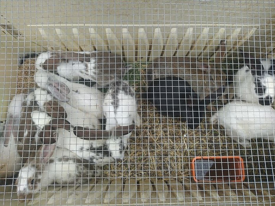 Кролики             .