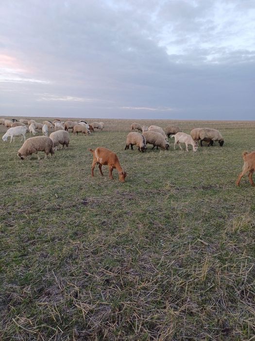 Vând 50 de oi Comuna Giubega.