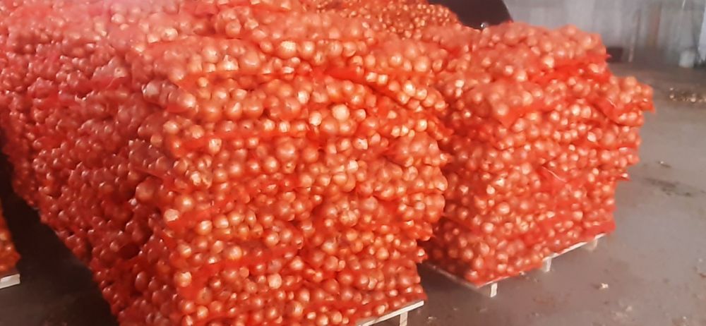 Ceapa romaneasca  la 10 kg