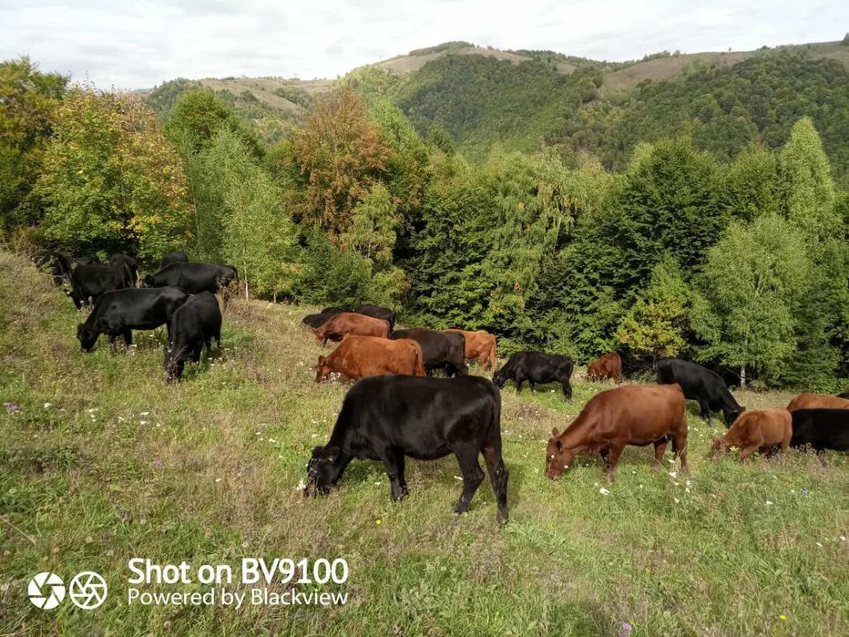 vand vaci ANGUS rosii si negre