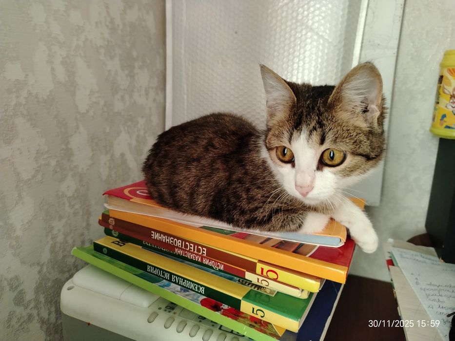 Котик Мурзик ок. 5 мес. В любящую, ответственную семью.