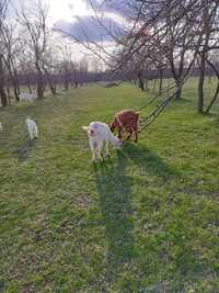 Vând capre sannen și 1 românească și iezi lângă mame