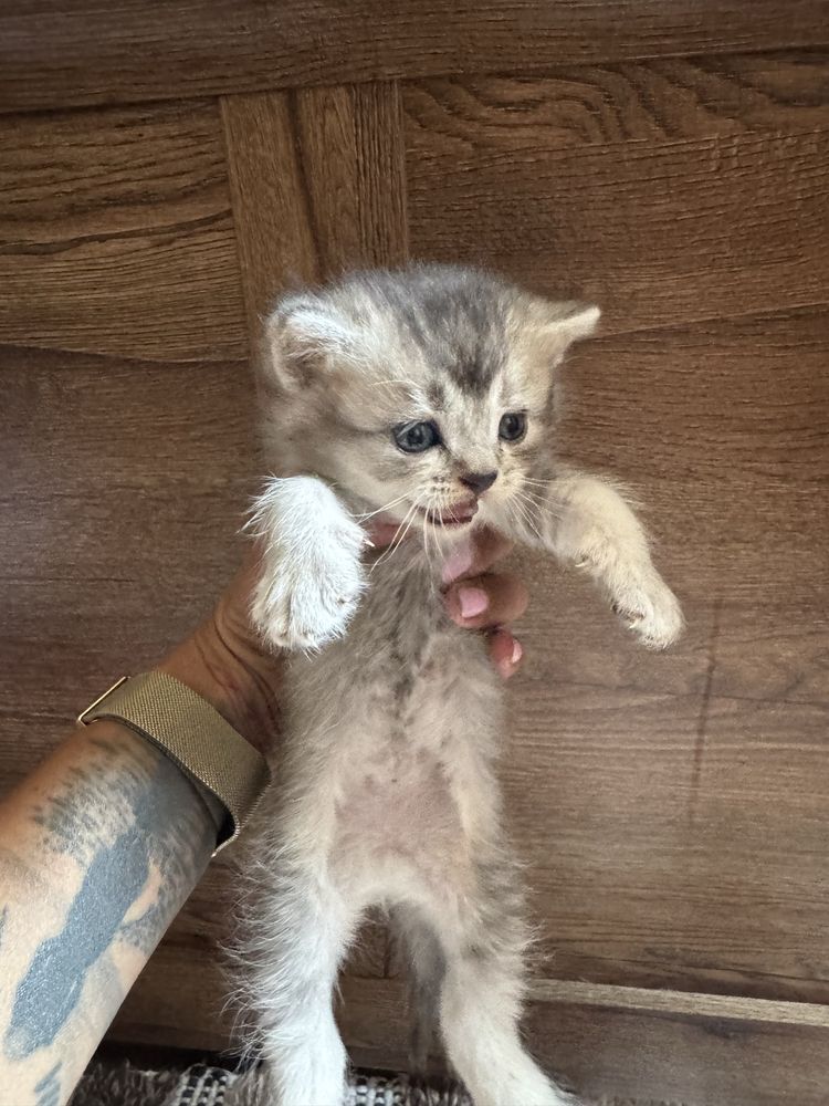 Британски / шотладнски котенца