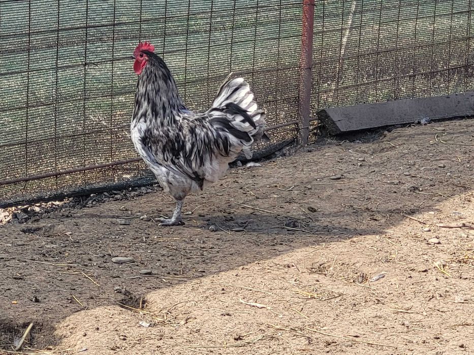 Gaini si cocosi australorp negru, albastru si splash