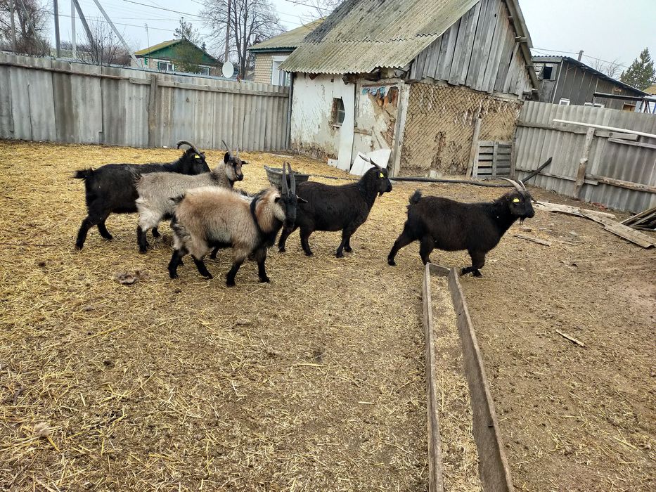 Продам коз 12 голов