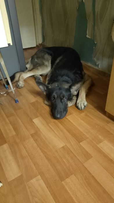 Восточно европейская овчарка мальчик