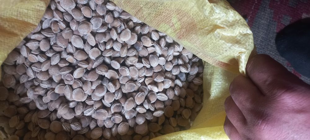 Donak sotiladi zōr va sifatli