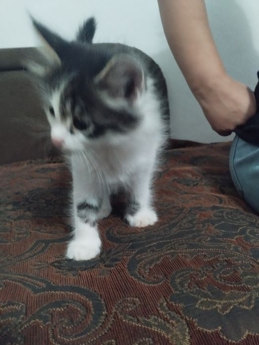 Котята в добрые руки(бесплатно)