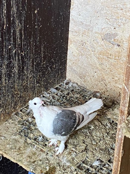 Vând porumbei ornament