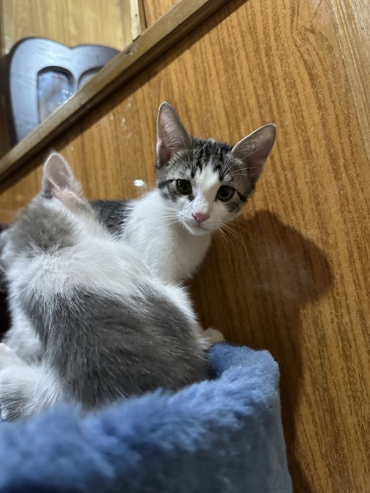 Домашние котята даром