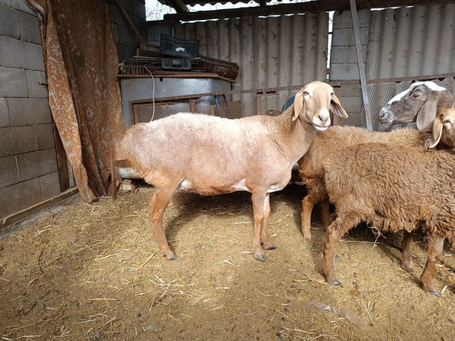 Бараны две штуки цена за дваих 220000 тг