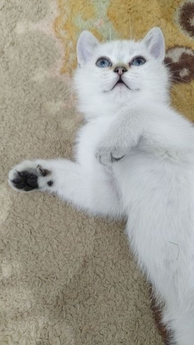 Скотиш страйт фолд