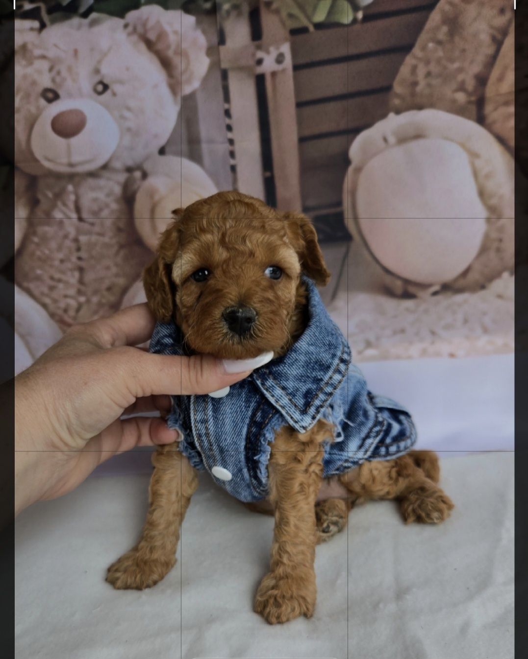 Пудел той ,мини  с родословие Poodle toy момиче