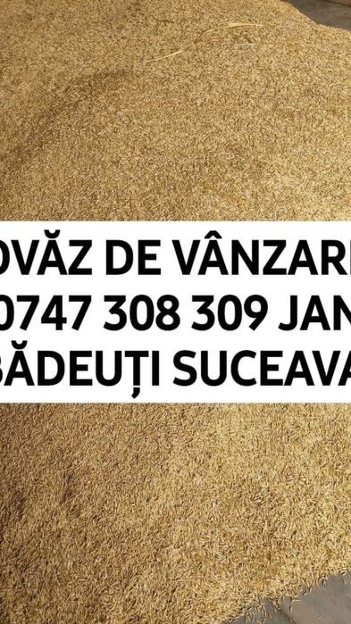 Cereale Cartofi Ceapă Varză