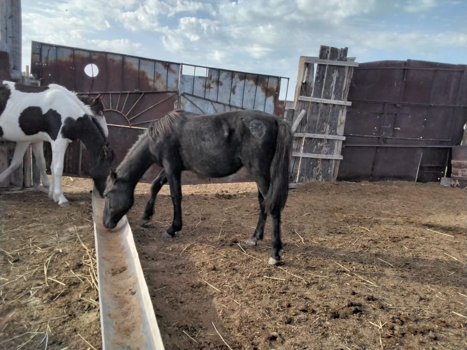 Кара тай сатылад