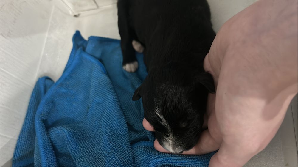 Бесплатно  щенок срочно