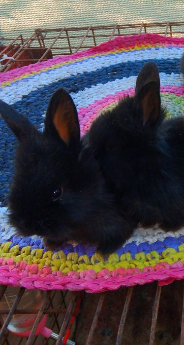 Karlik baran quyon bollar