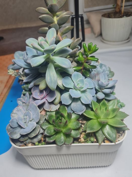 Садик из Суккулентов