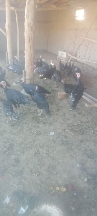 Куркалар сотилади