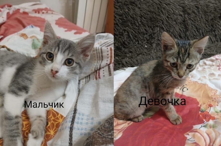 Отдаю котят в хорошие руки