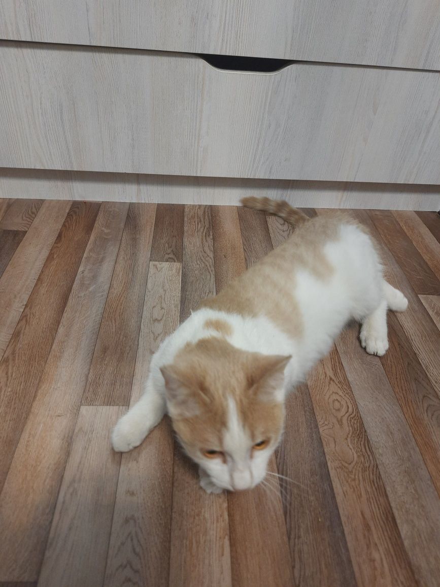 Котята в добрые руки )