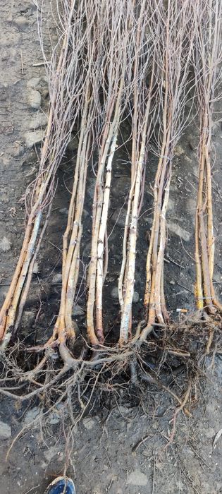 Mesteacăn alb oferim transport gratuit