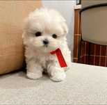 Bichon Maltez Mini Toy