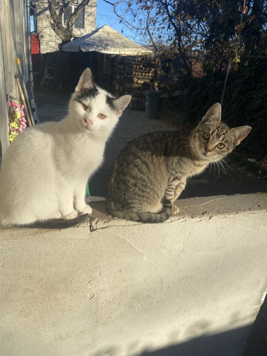 Donatie pui de pisica