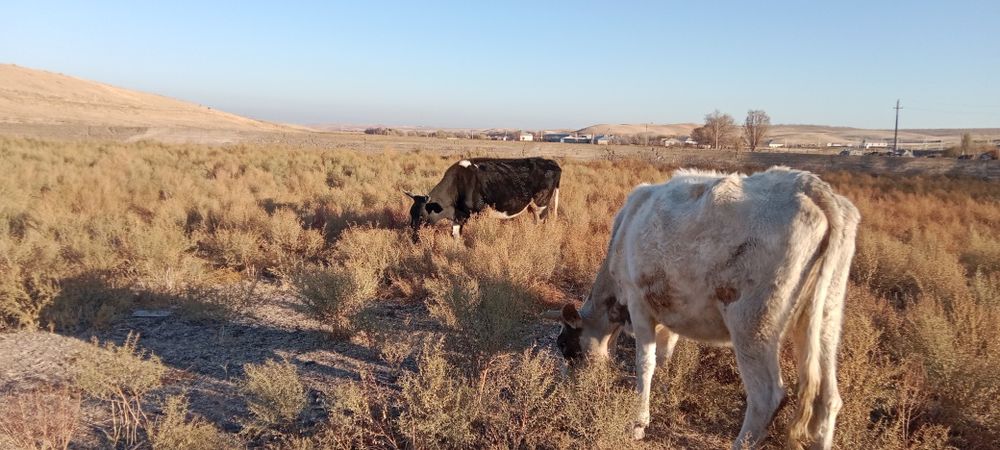 Срочна сиыр сатылады