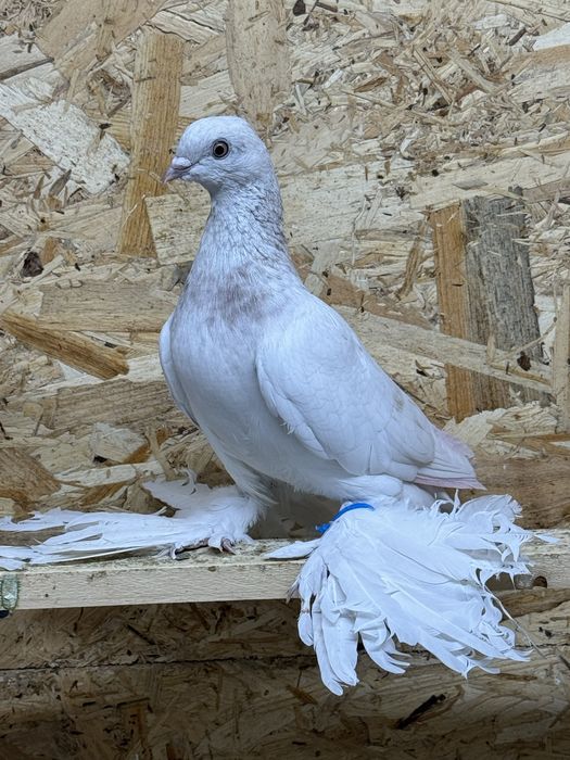 Продам голубей !