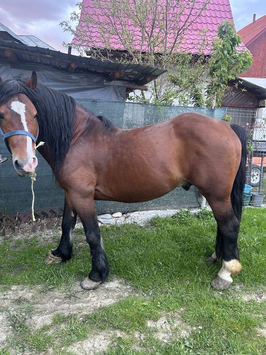 Armasar 10 ani de vanzare