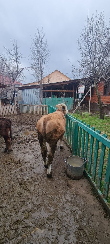 Продам бычка симментальской породы