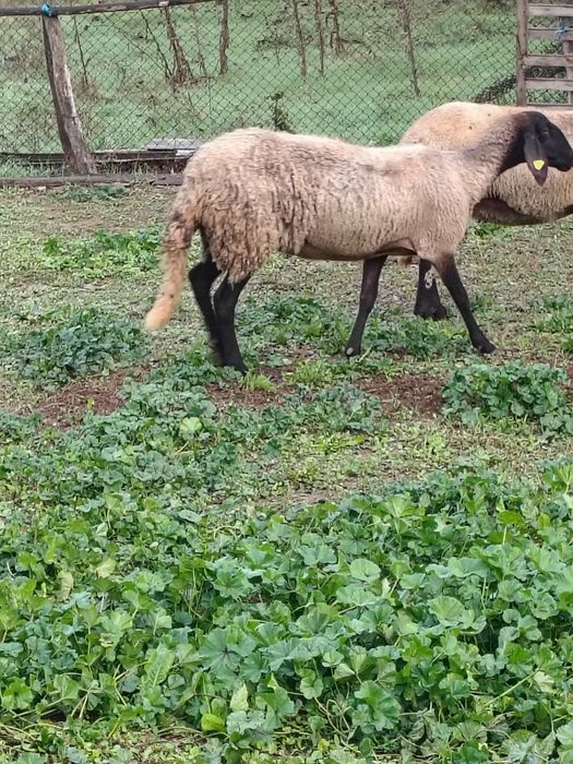 овце за месо и коч