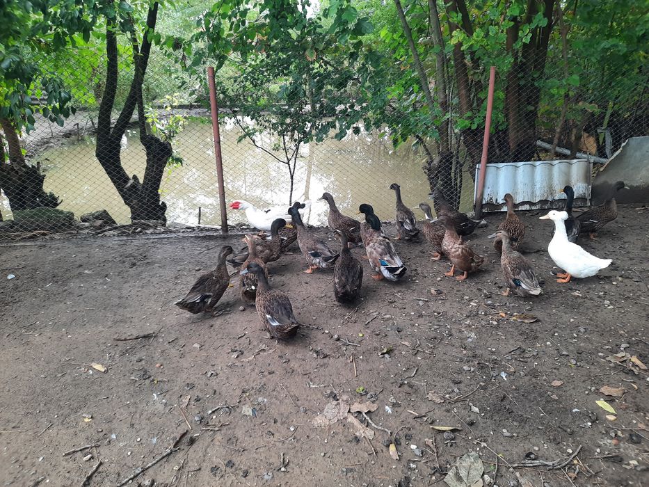 Rațoi românești culoare sălbatic